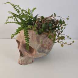 Mushroom Skull Planter Painted Or Unpainted - thumbnail 4