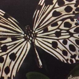 Designers Guild Christian Lacroix Butterfly Parade Oscuro Cushion Cover - thumbnail 3