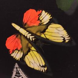 Designers Guild Christian Lacroix Butterfly Parade Oscuro Cushion Cover - thumbnail 2