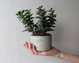 Round Concrete Succulent Planter - Minimalist Handmade Pot