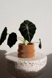 Large Planter Homer Gro??er Blumentopf Indoor Pflanztopf ??bertopf Plant Pot Printed in Wood - thumbnail 1
