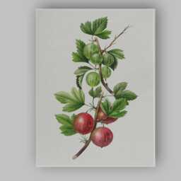 Vintage Gooseberry Botanical Fruit Branch Illustration Canvas Wall Art Print Decor Picture Ready To Hang - thumbnail 1