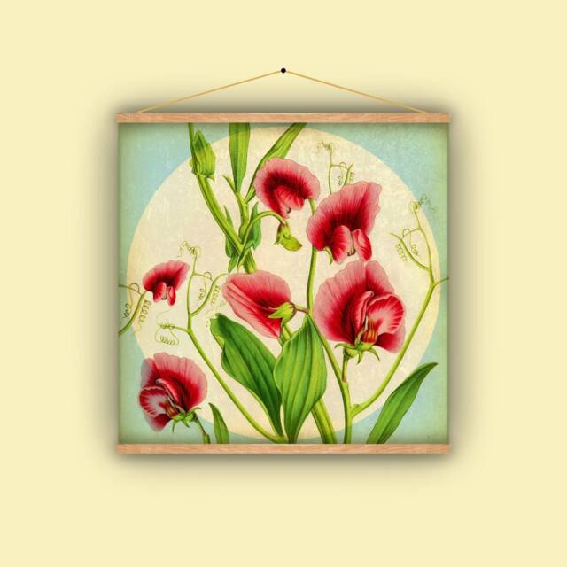 Sweet Pea Vine, Botanical, Wall Hanging, Gift For Gardener, Natural History, Antique, Vintage, Flowers, Nature, Pink, Garden - image 1