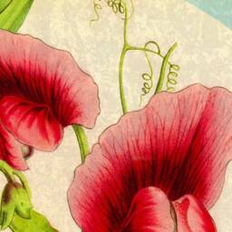 Sweet Pea Vine, Botanical, Wall Hanging, Gift For Gardener, Natural History, Antique, Vintage, Flowers, Nature, Pink, Garden - thumbnail 2