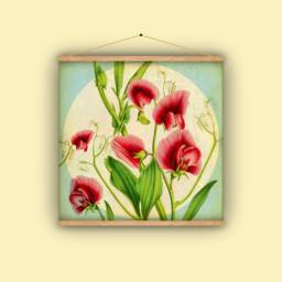Sweet Pea Vine, Botanical, Wall Hanging, Gift For Gardener, Natural History, Antique, Vintage, Flowers, Nature, Pink, Garden - thumbnail 1