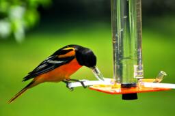 Oriole Feeder Handmade Bird Feeder Attracts Orioles, Buntings, Finches - thumbnail 1
