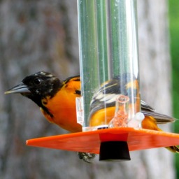 Oriole Feeder Handmade Bird Feeder Attracts Orioles, Buntings, Finches - thumbnail 3