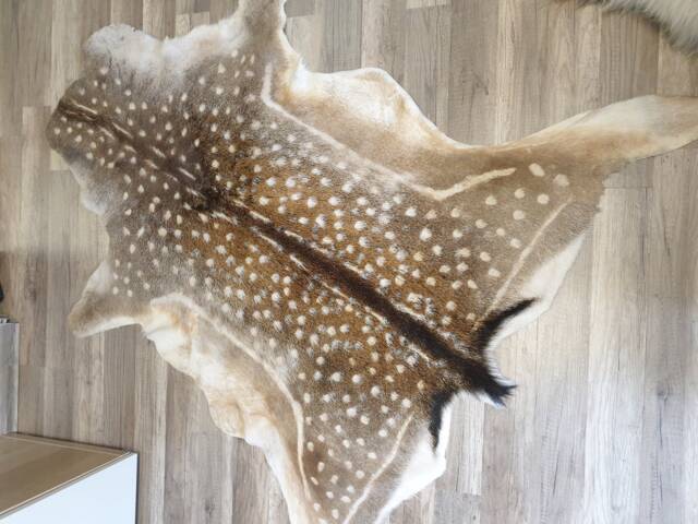 European Fallow Deer Hides 100% Natural Xl Size, Beautiful Decoration Made Of Real Deerskin - image 1