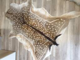 European Fallow Deer Hides 100% Natural Xl Size, Beautiful Decoration Made Of Real Deerskin - thumbnail 1