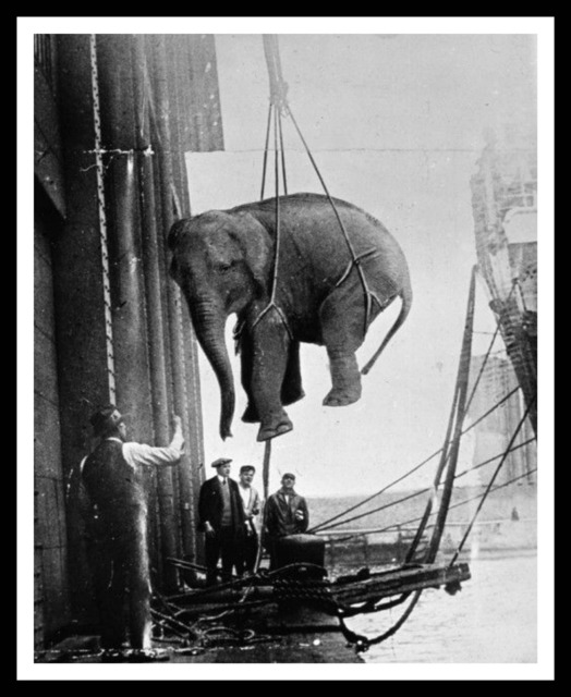 Vintage Historic Reproduction Photo Elephant At The Fairgrounds Unframed