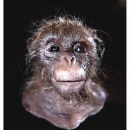Chimpanzees - thumbnail 2