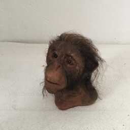 Chimpanzees - thumbnail 3