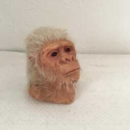 Chimpanzees - thumbnail 4