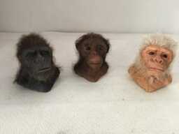 Chimpanzees - thumbnail 1