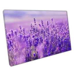 Enchanting Lavender Field Canvas Vibrant Nature Landscape Wall Art For Home & Office Decor - thumbnail 1