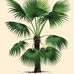 Palm Tree Print, Coastal Living, Tropical Trees, Attractive Home Decor Print. Beach Style Bathroom Wall Art - thumbnail 2