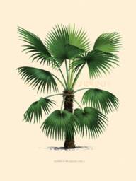 Palm Tree Print, Coastal Living, Tropical Trees, Attractive Home Decor Print. Beach Style Bathroom Wall Art - thumbnail 1