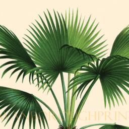 Palm Tree Print, Coastal Living, Tropical Trees, Attractive Home Decor Print. Beach Style Bathroom Wall Art - thumbnail 3
