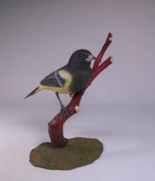 Scott's Oriole On Branch Wooden Carved Bird