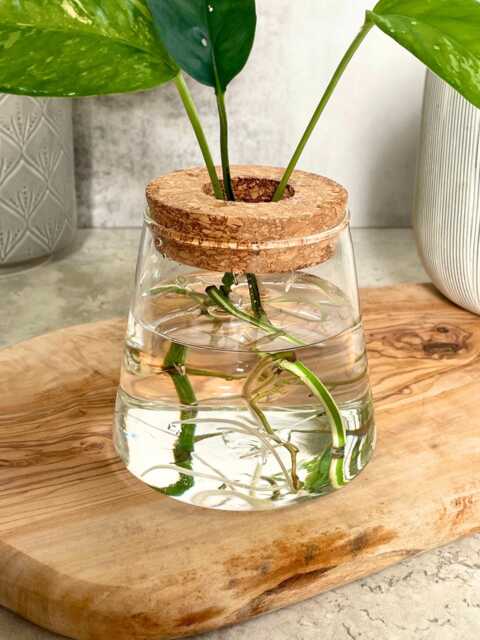 Glass Houseplant Propagation Vase - image 1