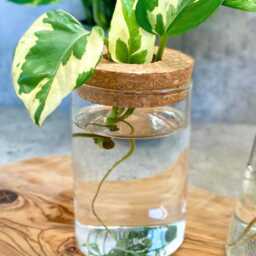 Glass Houseplant Propagation Vase - thumbnail 2