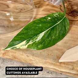 Glass Houseplant Propagation Vase - thumbnail 4
