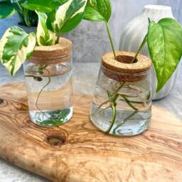 Glass Houseplant Propagation Vase - thumbnail 3