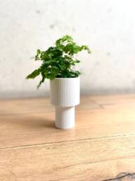 "Tall Planter ""Pedestal"