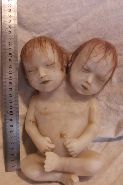 Taxidermy Cabinet Of Curiosities Siamese Fetus Oddities - image 1