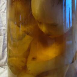 Taxidermy Cabinet Of Curiosities Siamese Fetus Oddities - thumbnail 2