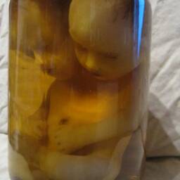 Taxidermy Cabinet Of Curiosities Siamese Fetus Oddities - thumbnail 4