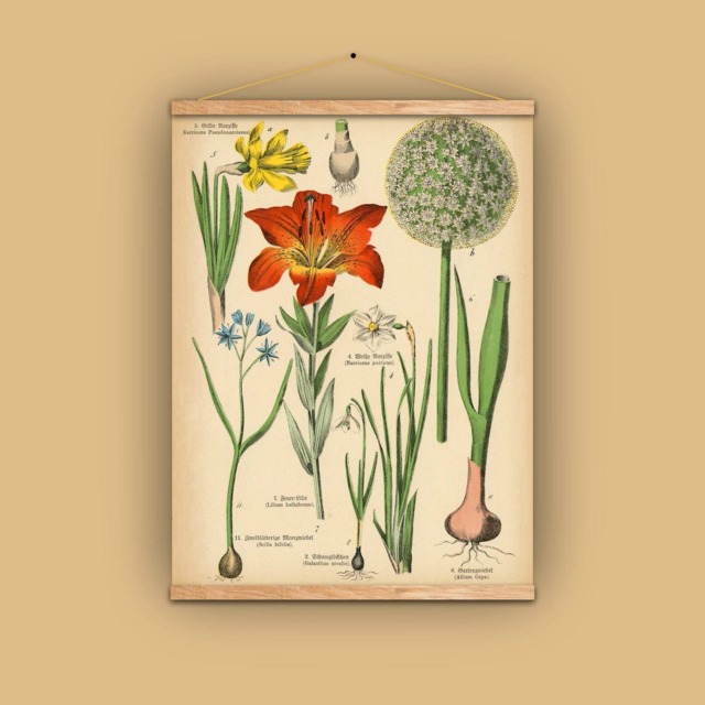 Gift For Gardener, Bulbs, Narcissus, Lily, Allium, Scilla, Daffodil, Gift Her, Florist, Flowers, Antique, Wall Hanging, Natural History - image 1