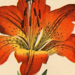 Gift For Gardener, Bulbs, Narcissus, Lily, Allium, Scilla, Daffodil, Gift Her, Florist, Flowers, Antique, Wall Hanging, Natural History - thumbnail 2