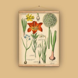Gift For Gardener, Bulbs, Narcissus, Lily, Allium, Scilla, Daffodil, Gift Her, Florist, Flowers, Antique, Wall Hanging, Natural History - thumbnail 1