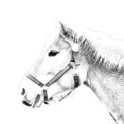 Haflinger - Wooden Stand For Candles/Pens With The Image Of A Horse New Collection - thumbnail 2