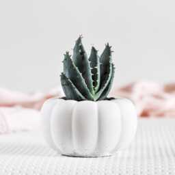 Textured Round Concrete Planter - Small Grey Pot For Succulents, Cactus Or Air Plants - thumbnail 2