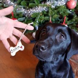 Small Dog Christmas Decoration, Personalised Dog Bone Hanging Ceramic Decoration - thumbnail 3