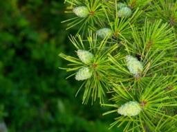 Southern Pine Strong Scented Votive Candle - thumbnail 1