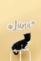 Personalised Cat Name Sign - Lover Gift Memorial Wall Art Pets - thumbnail 1