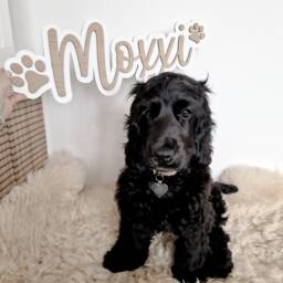 Personalised Cat Name Sign - Lover Gift Memorial Wall Art Pets - thumbnail 2