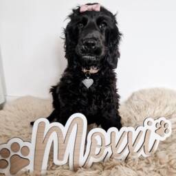 Personalised Cat Name Sign - Lover Gift Memorial Wall Art Pets - thumbnail 3