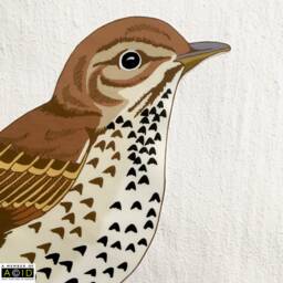 Song Thrush Wall Decal, Bird Sticker, Decor, Gift, Woodland Decals, Kitchen Gift For Her - thumbnail 3