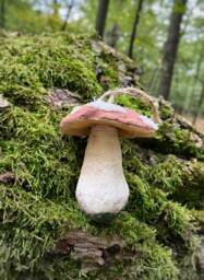 Boletus Mushroom Ornaments, Christmas Ornaments, Textile Mushroom Sculpture - thumbnail 1