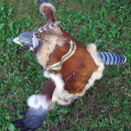 Peregrine Falcon Manitou - Spirit Or Totem - thumbnail 3