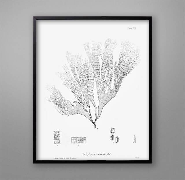 Botanical Seaweed Print 1859 Nautical Wall Art - image 1