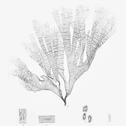 Botanical Seaweed Print 1859 Nautical Wall Art - thumbnail 2