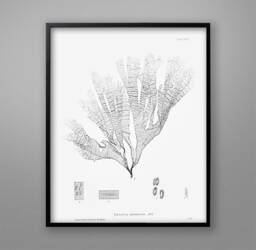 Botanical Seaweed Print 1859 Nautical Wall Art - thumbnail 1