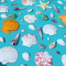 Gorgeous Resin Shells Side Table - thumbnail 2