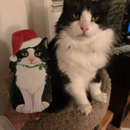 Custom Cat Christmas Tree Topper Hand-Painted Pet Memorial Gift - thumbnail 3