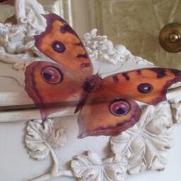 3D Butterfly Wall Art Natural Flying Removable Decor, Set Of 10 - thumbnail 3